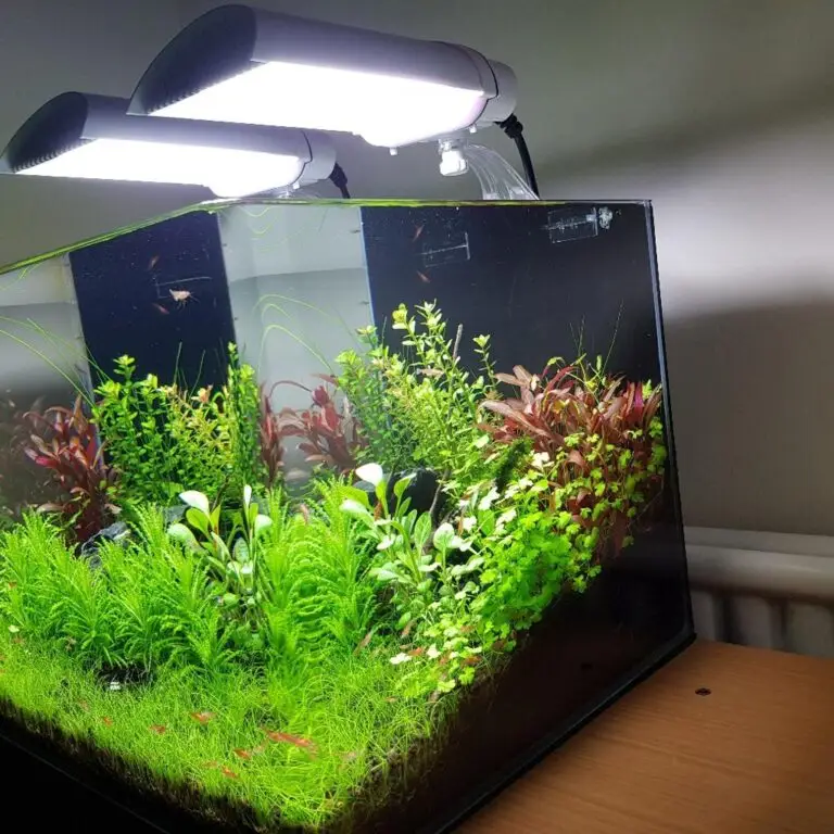  Aquarium & Lighting for Breeding Pair of African Cichlids